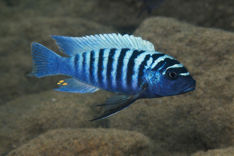 Maylandia zebra 'Ntekete'